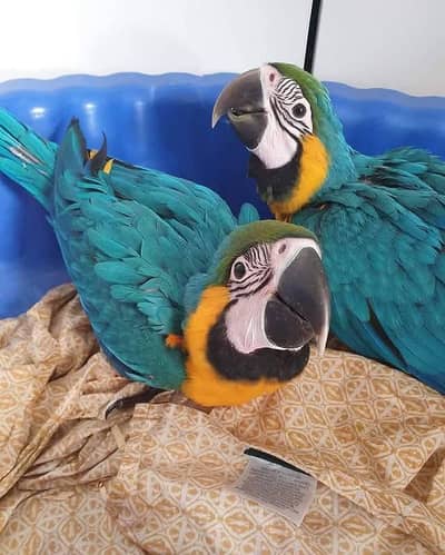 blue macaw parrot for sale call 03407747893