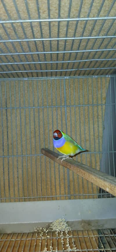 comon gouldian males