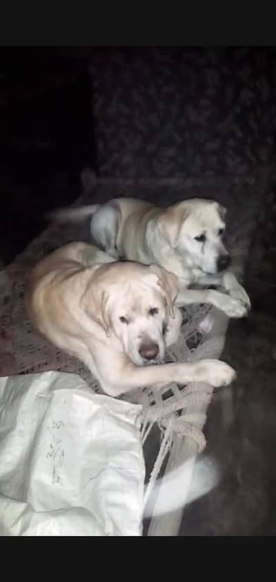 Labrador pair for sale video whatsap contact me