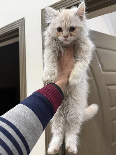 Persian cat 2 months kitten for sale