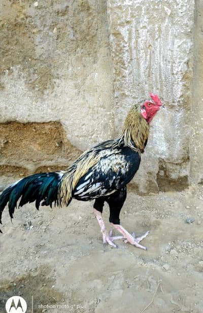 aseel jawa and aseel mianwali