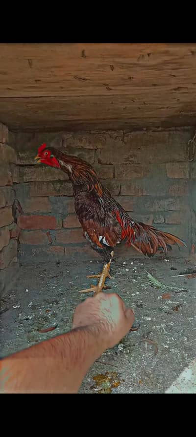 pure aseel 1 pair win video available