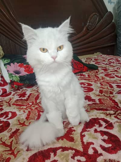 Persian cat for adoption