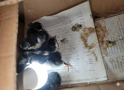 Black Australorp chicken