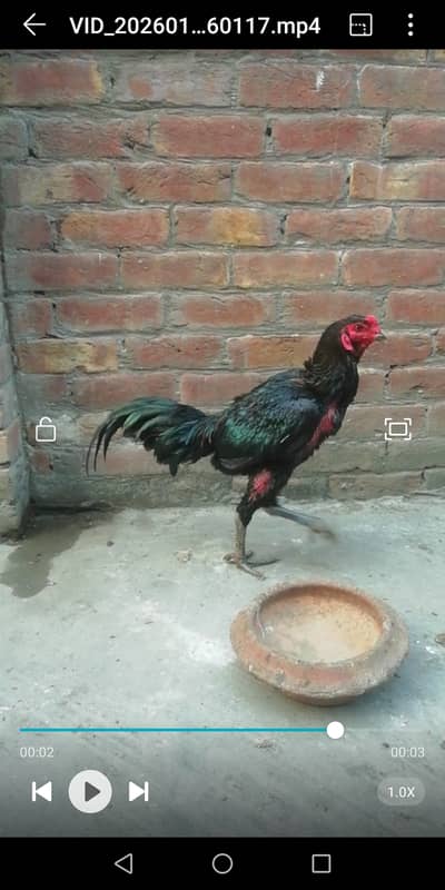 Thai aseel pure blood line