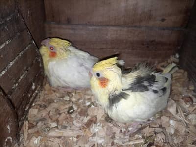 cocktail chicks for sale