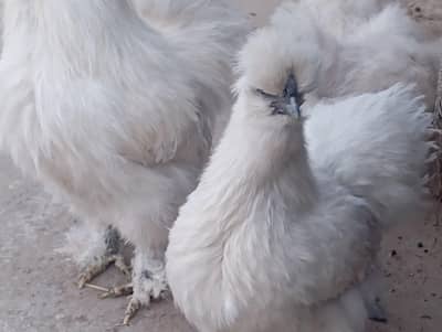 silkee eggs for sale