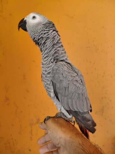african grey parrot 12month tame
