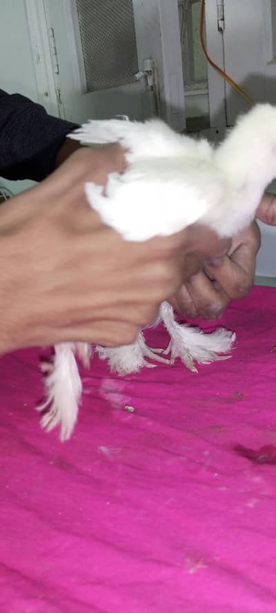 white heavy buff Cochin chick