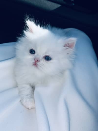 Persian kitten for sale