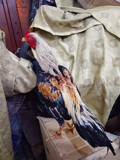 high quality mianwali aseel breed patha