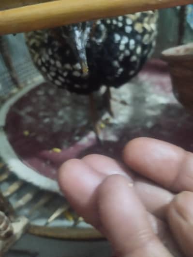 Black Sindhi Teetar Mastail Teetar with cage