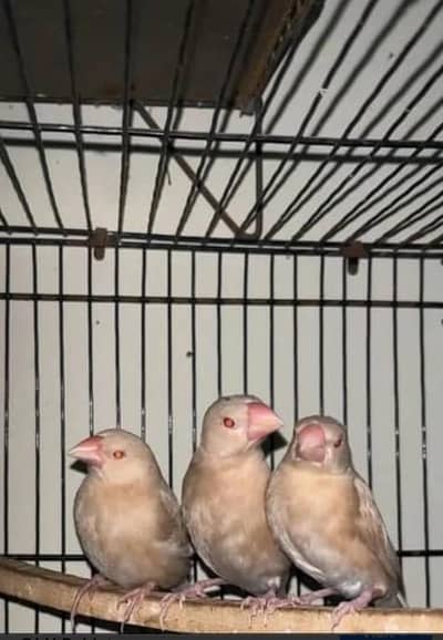 Dark color fawn java patha