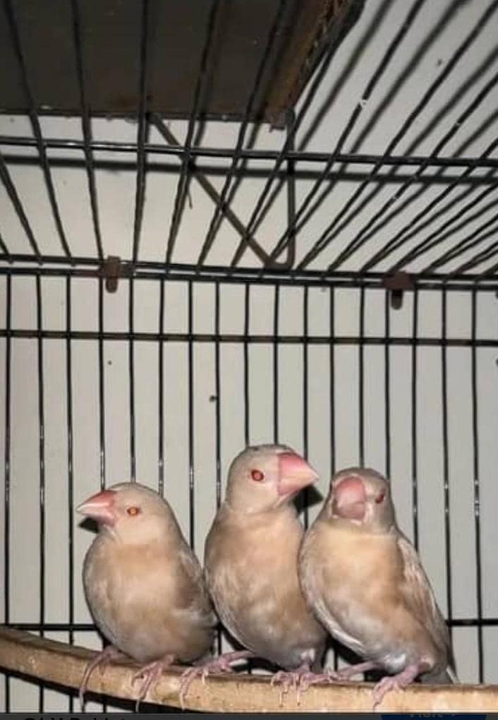 Dark color fawn java patha 0