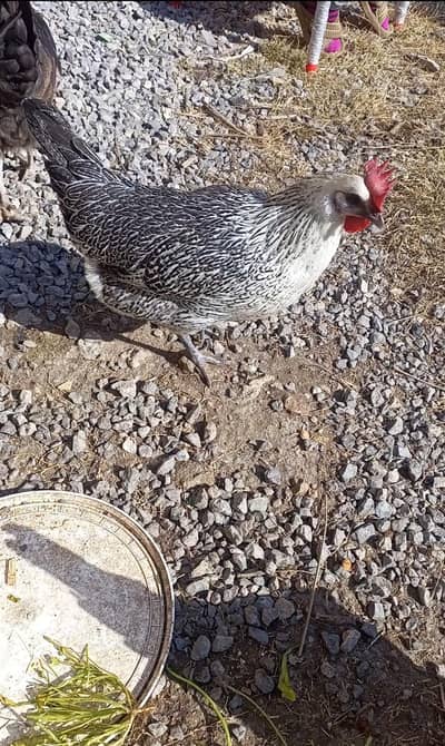 golden misri murgiyan.