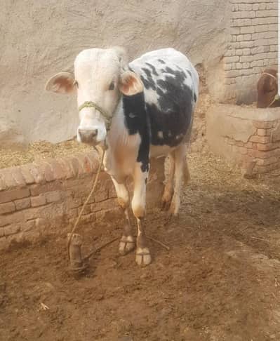 کھیرا ویہڑہ