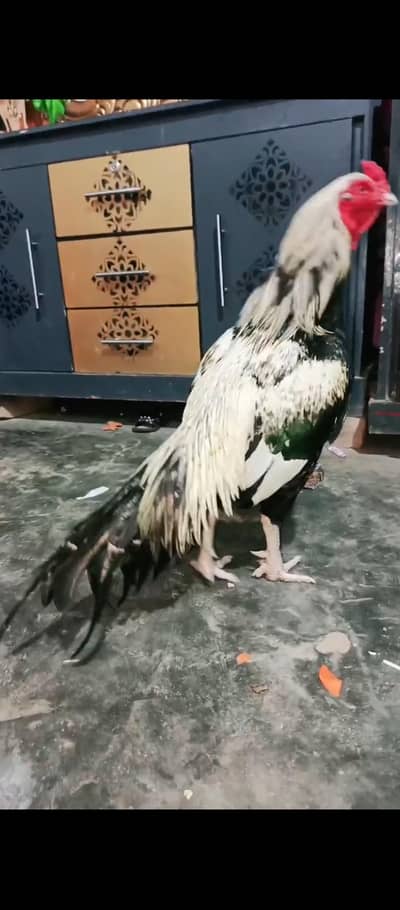 full active band jor withe nok withe aank choras nali no chandi