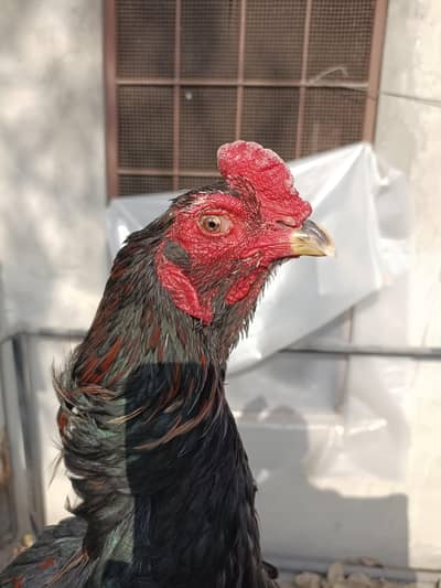 Bennet NeckFolding Style Male Panus / Burmi / Aseel / Thai / Pakoye