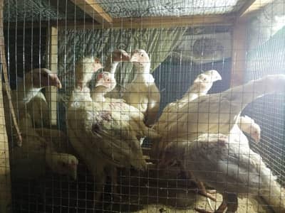 heera Aseel of various ages