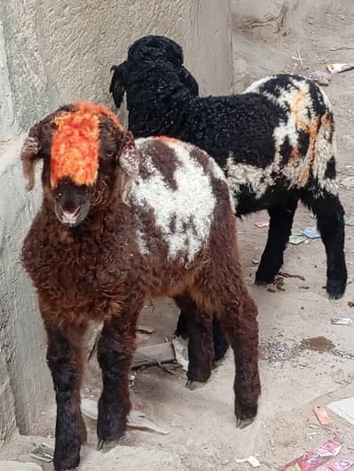 new add ablaq Dumba 3 month urgent sale
