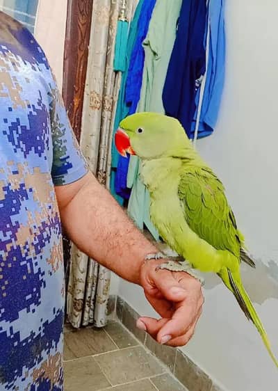 Kashmir raw paroot  for sale