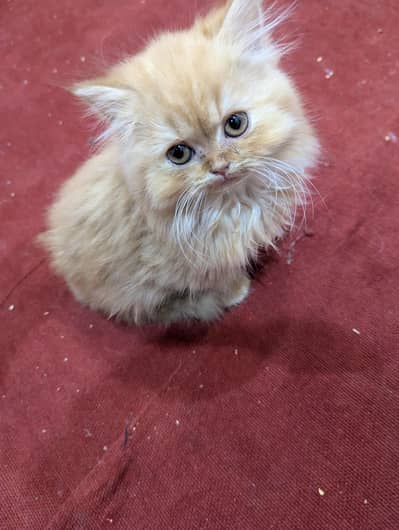 Persian long coat kitten