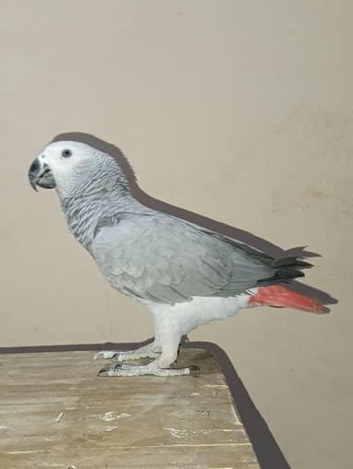 African Grey Parrot