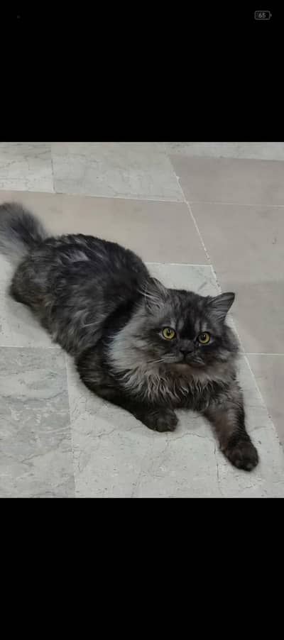 Male Persian Cat