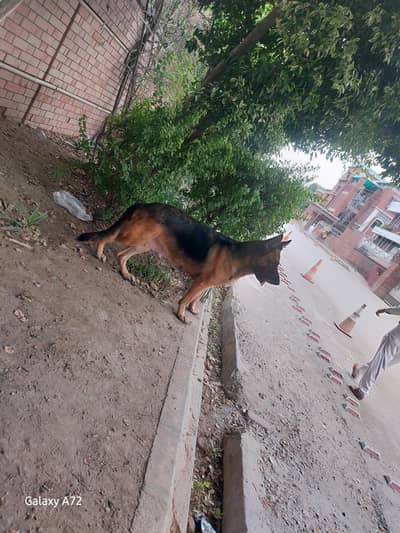 garman shepherd stock coat breader female