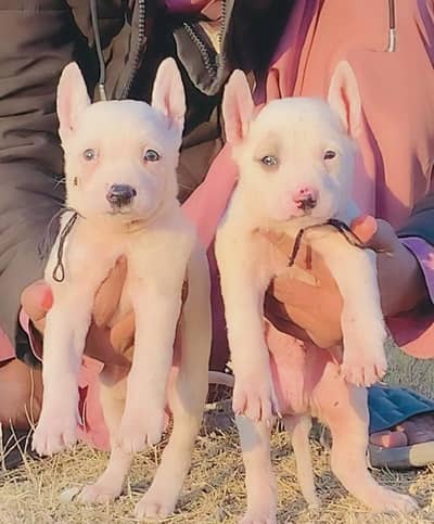 paver Kuwaiti gultair Male female for sale available