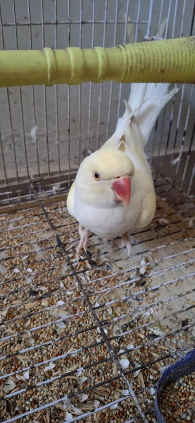 white regneck parrot for sale