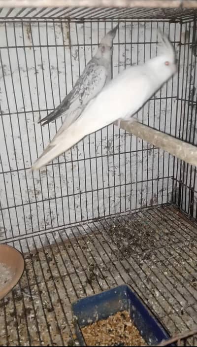 Cocktail 110% Guaranteed Breeder Pair