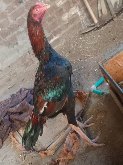 2 Pathy 1 Bengum Murghi 4 sale