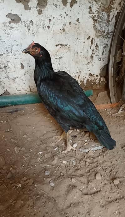 Bengum Murghi 4 sale