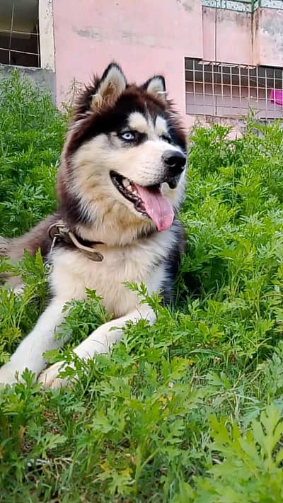 Huskey available for S. t. u. ds