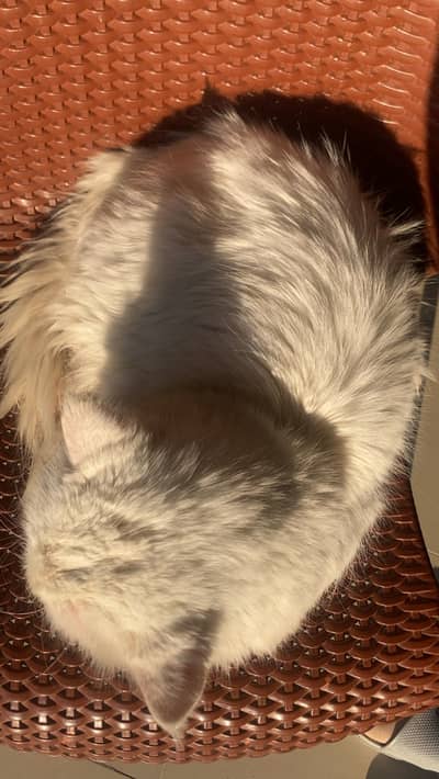 Vaccinated Litter train Fun Active and play fun cat.