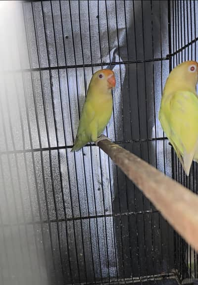 Creamino Breeder Pair With Eggs