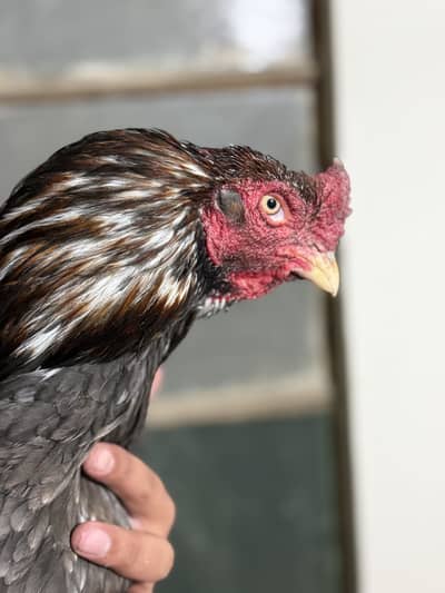 Aseel murgah for sale h breeding ke lie pure breeder