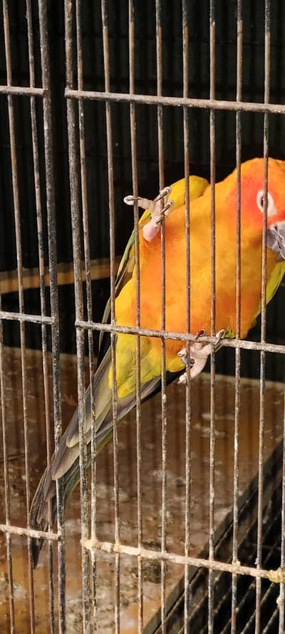 Sun Conure