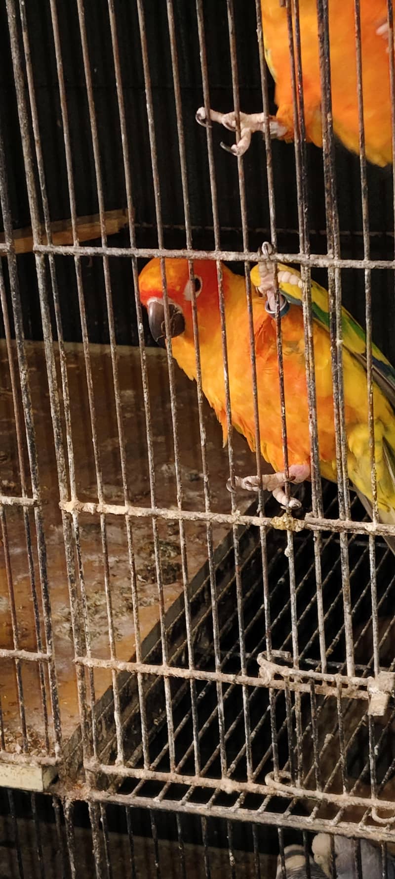 Sun Conure 1