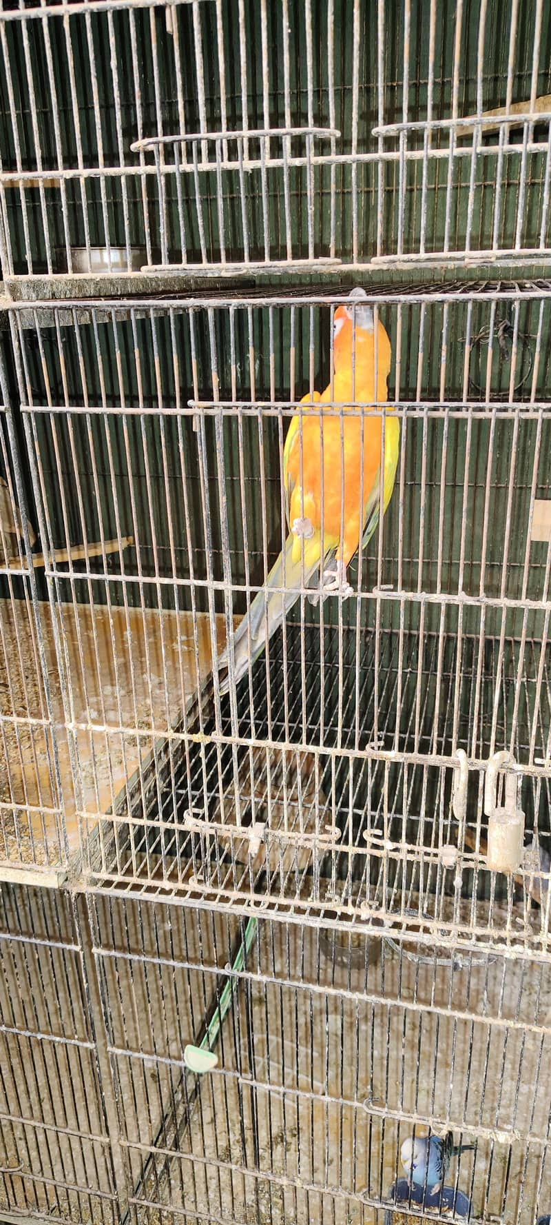 Sun Conure 2