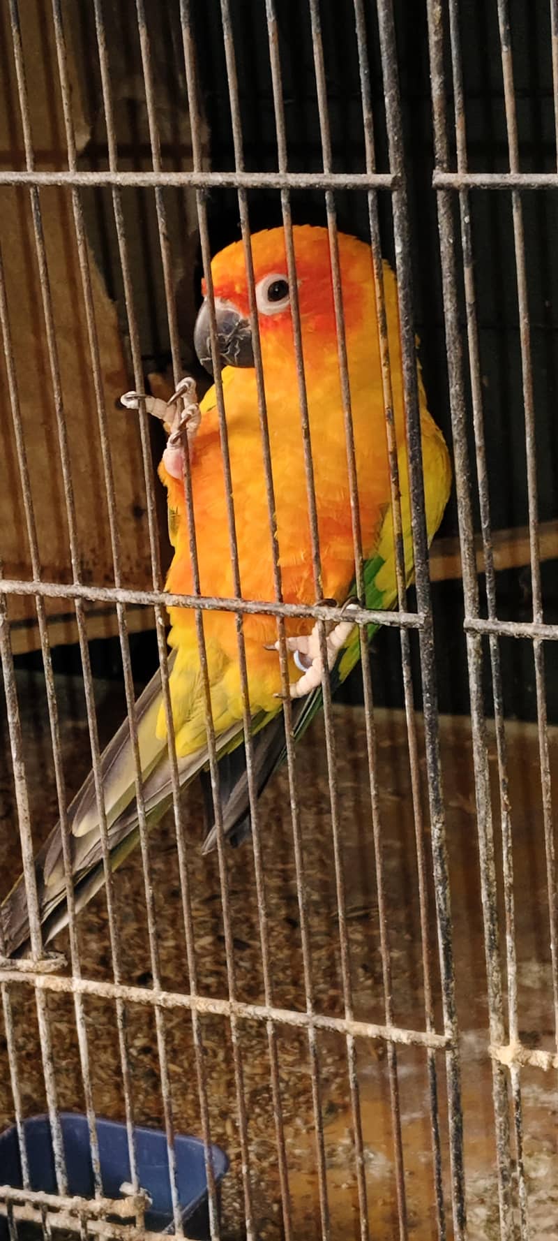 Sun Conure 3