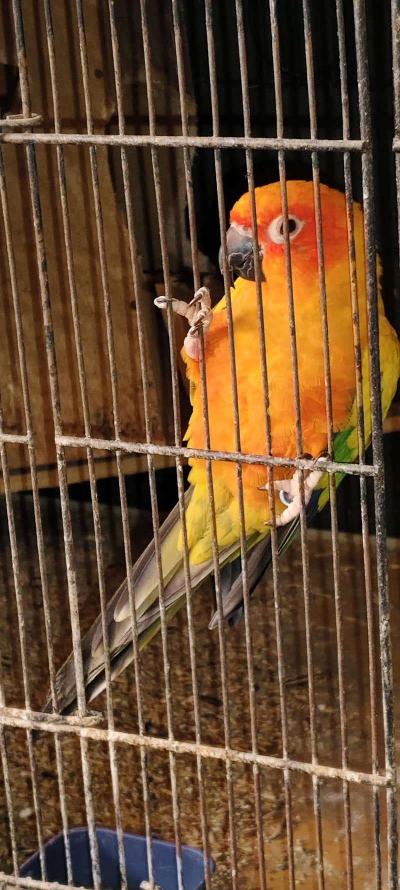 Sun Conure 4