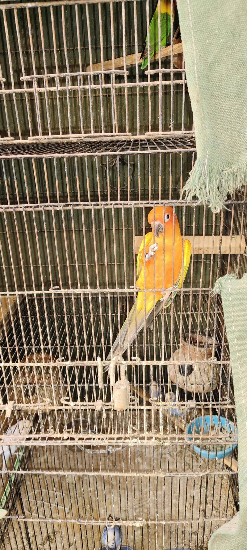 Sun Conure 5