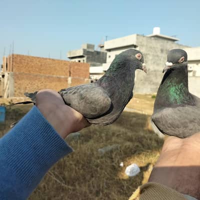 breeding pair for sale3/1/3/5/4/1/1/0/8/2