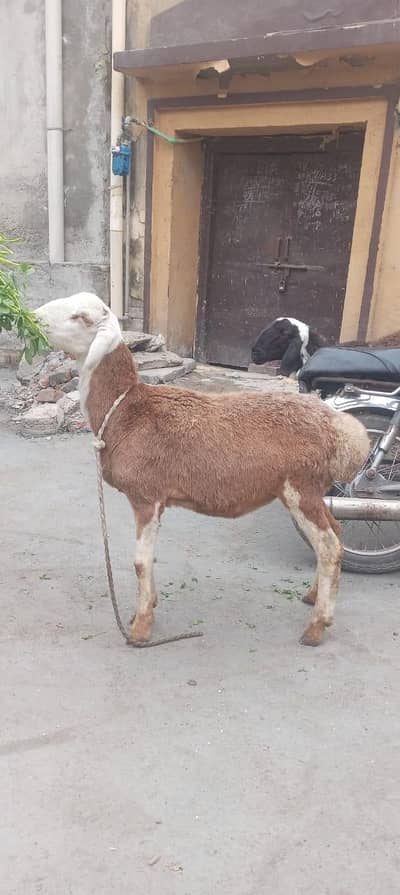 dumba bakra jori 50,000 per piece