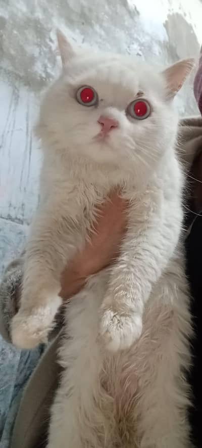 blue Eyes double coated Persian  what app : 0302-6247572