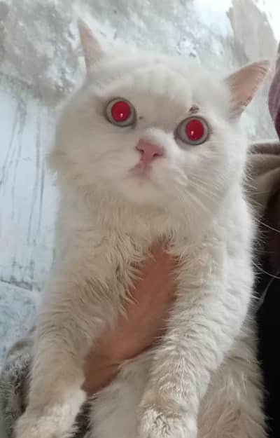 blue Eyes double coated Persian  what app : 0302-6247572