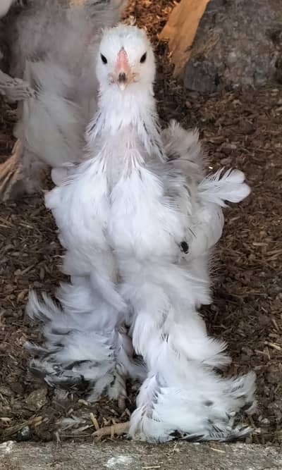 A grade Light Brahma chicks, Bentum