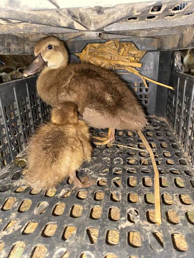 khaki Campbell chicks available for sale